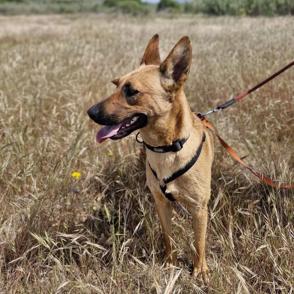 Tessa, female young Belgian Malinois for adoption at SALVA Hundehilfe e.V.