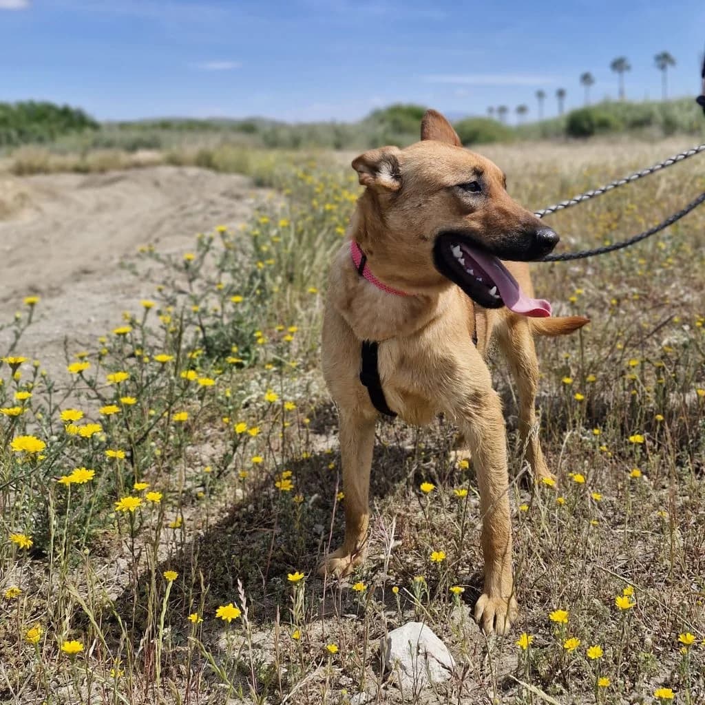 Kala, female young Belgian Malinois for adoption at SALVA Hundehilfe e.V.
