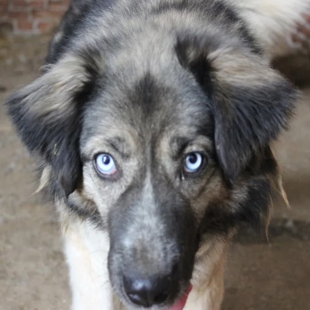 Lilith, female senior Mixed Breed for adoption at SALVA Hundehilfe e.V.