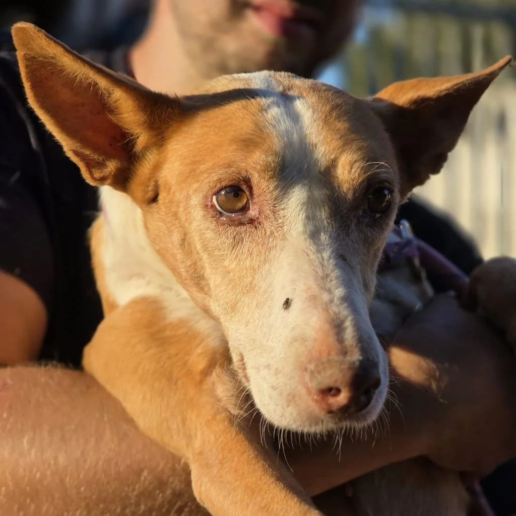 Gordi, male senior Podenco for adoption at SALVA Hundehilfe e.V.