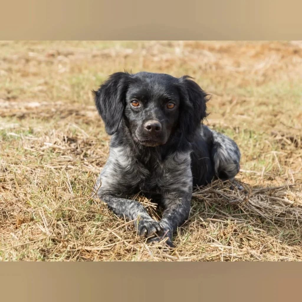 Lolo, male young mixed breed for adoption at SALVA Hundehilfe e.V.