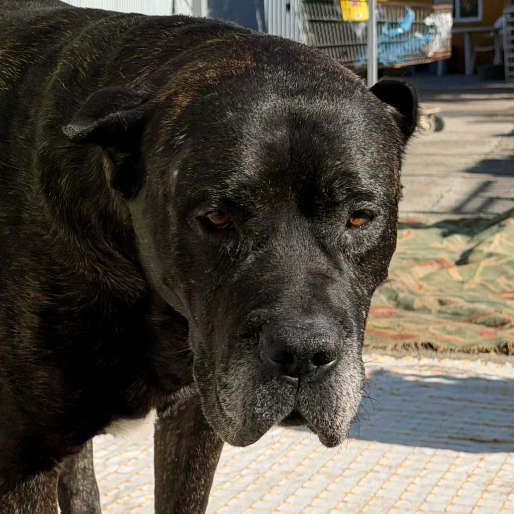 Narco, male 5yo Presa Canario for adoption at SALVA Hundehilfe e.V.