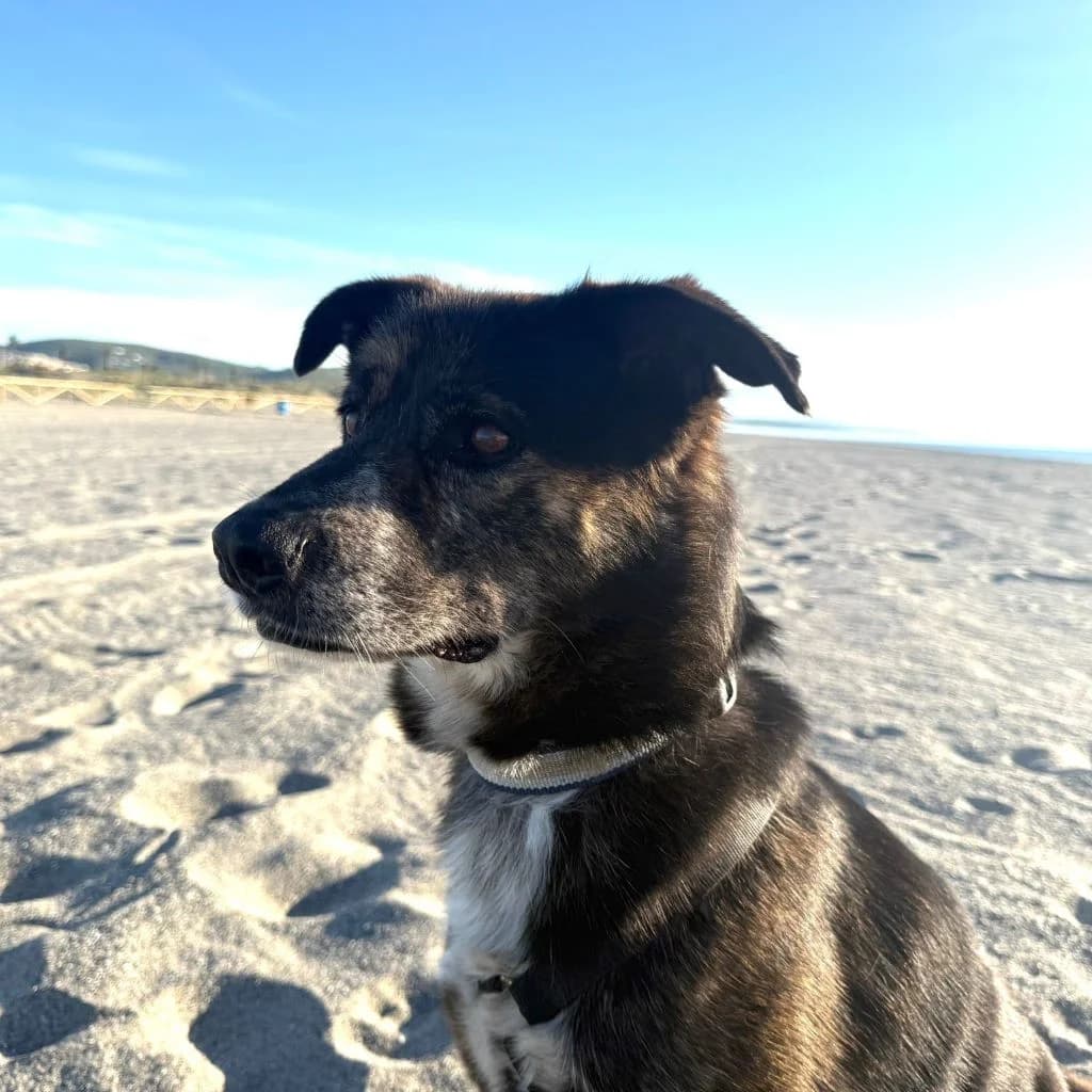Boni, male 3yo Mixed Breed for adoption at SALVA Hundehilfe e.V.
