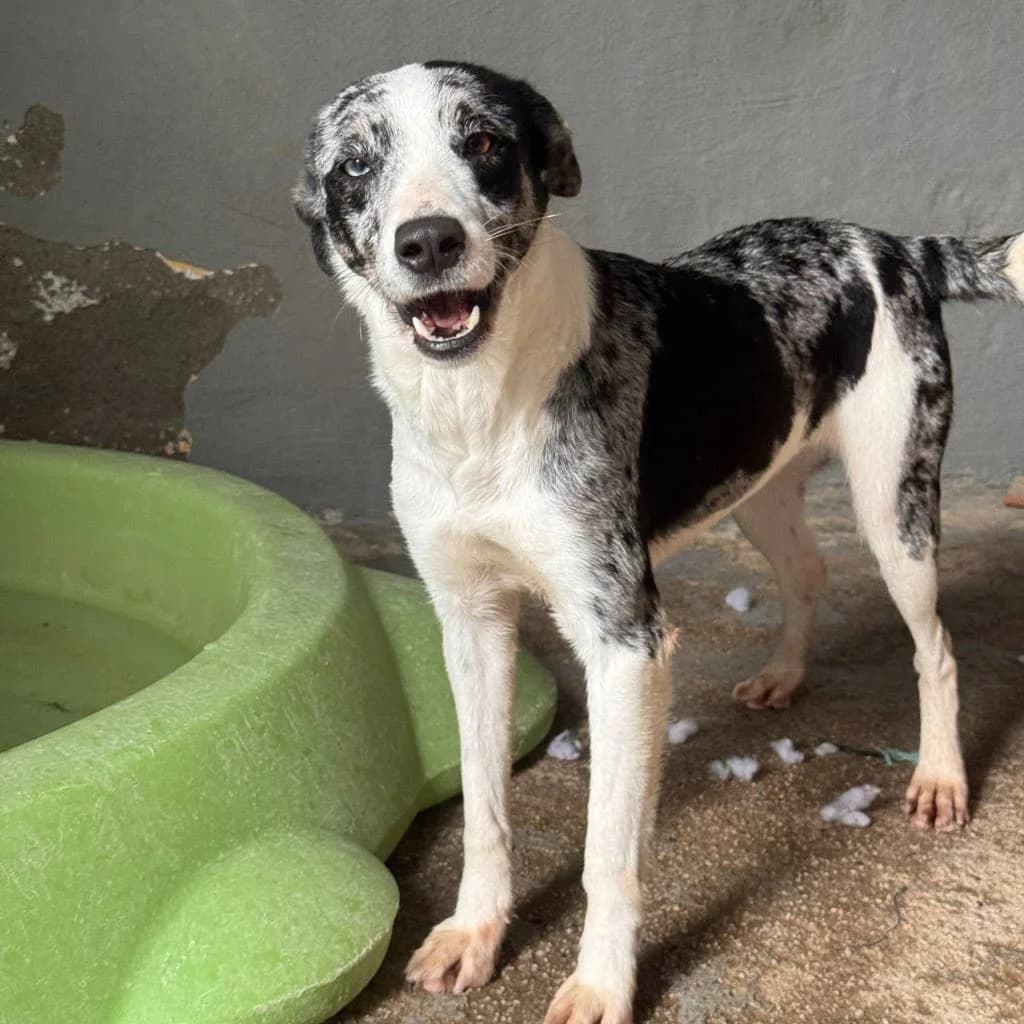Cindy, female young Mixed Breed for adoption at SALVA Hundehilfe e.V.