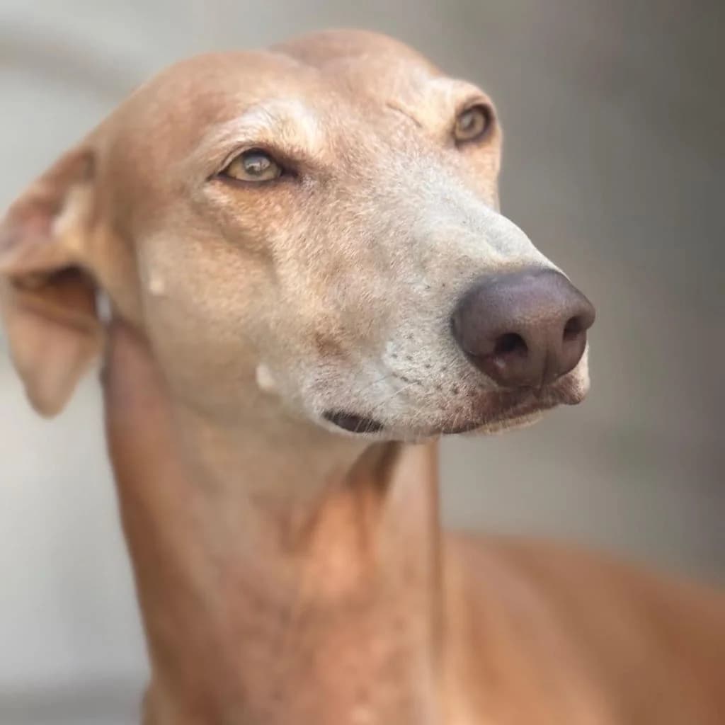 Pirata, male 6yo Galgo Español for adoption at SALVA Hundehilfe e.V.