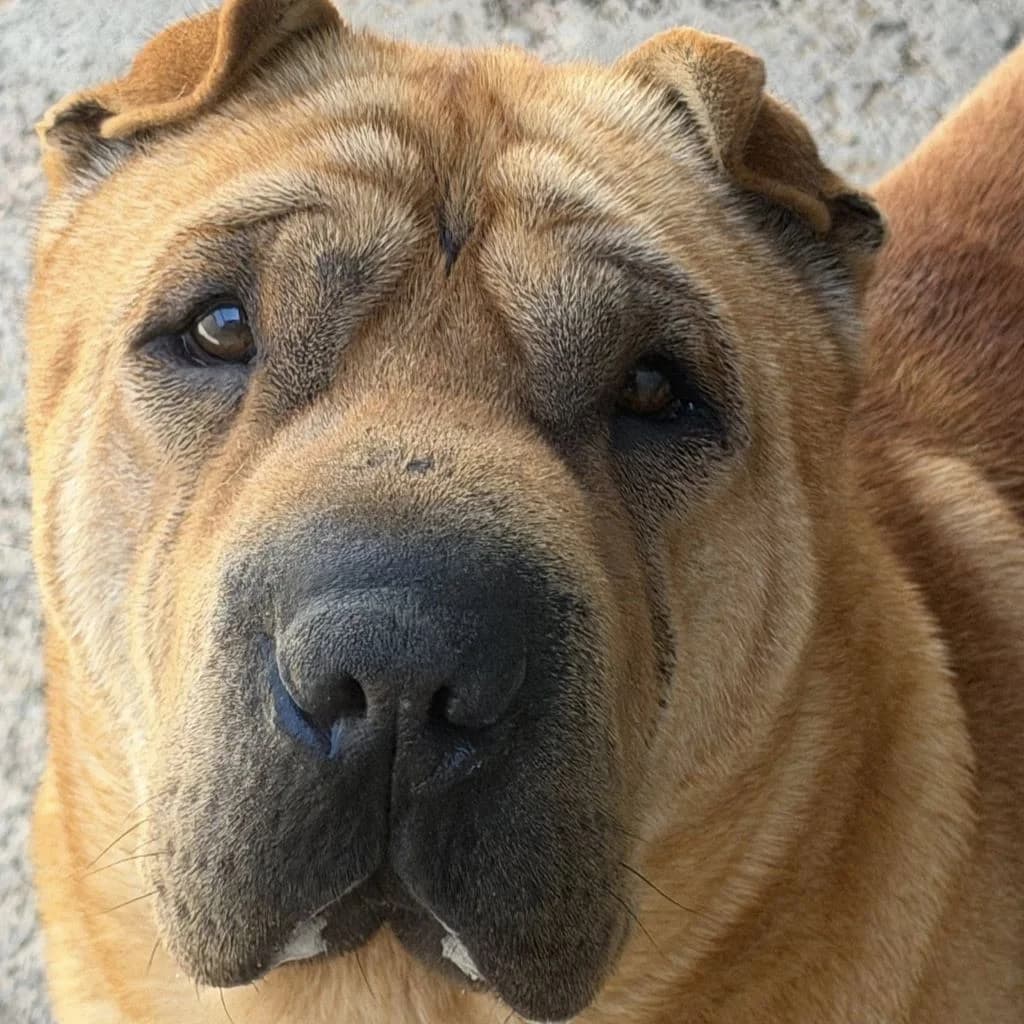 Simba, male 5yo Shar Pei for adoption at SALVA Hundehilfe e.V.