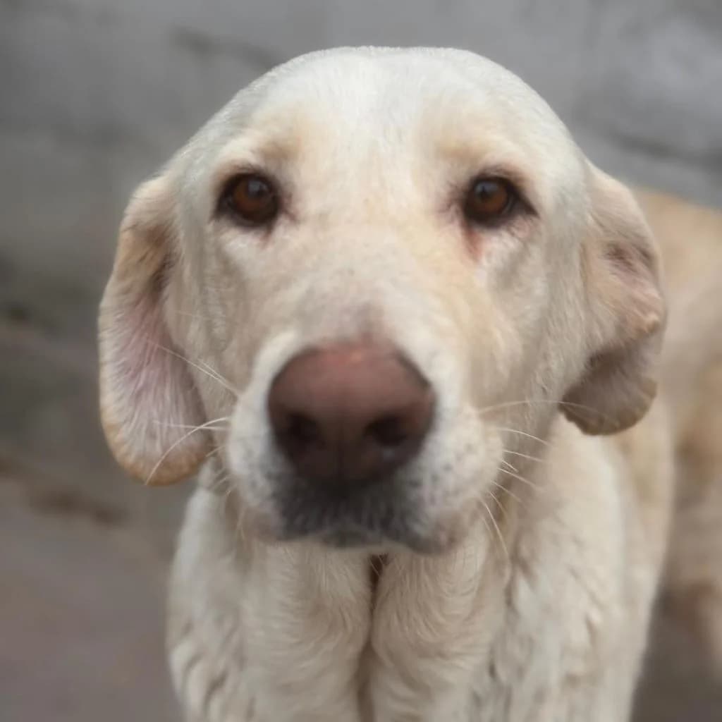 Cordelia, female 3yo Mixed Breed for adoption at SALVA Hundehilfe e.V.
