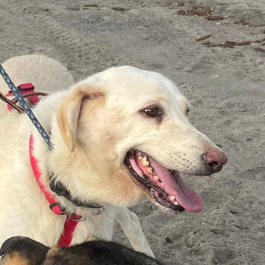 Cordelia, female 3yo Mixed Breed for adoption at SALVA Hundehilfe e.V.