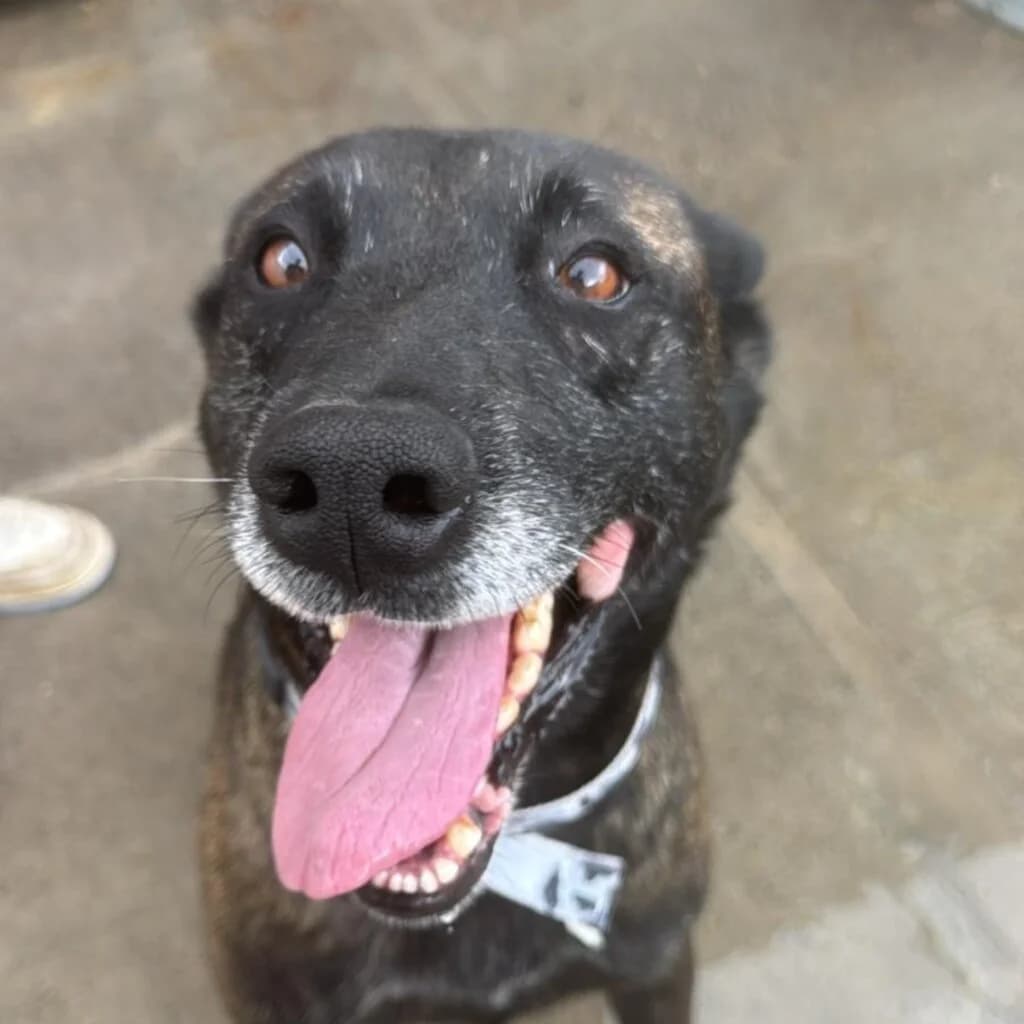 Luna, female senior Belgian Malinois for adoption at SALVA Hundehilfe e.V.