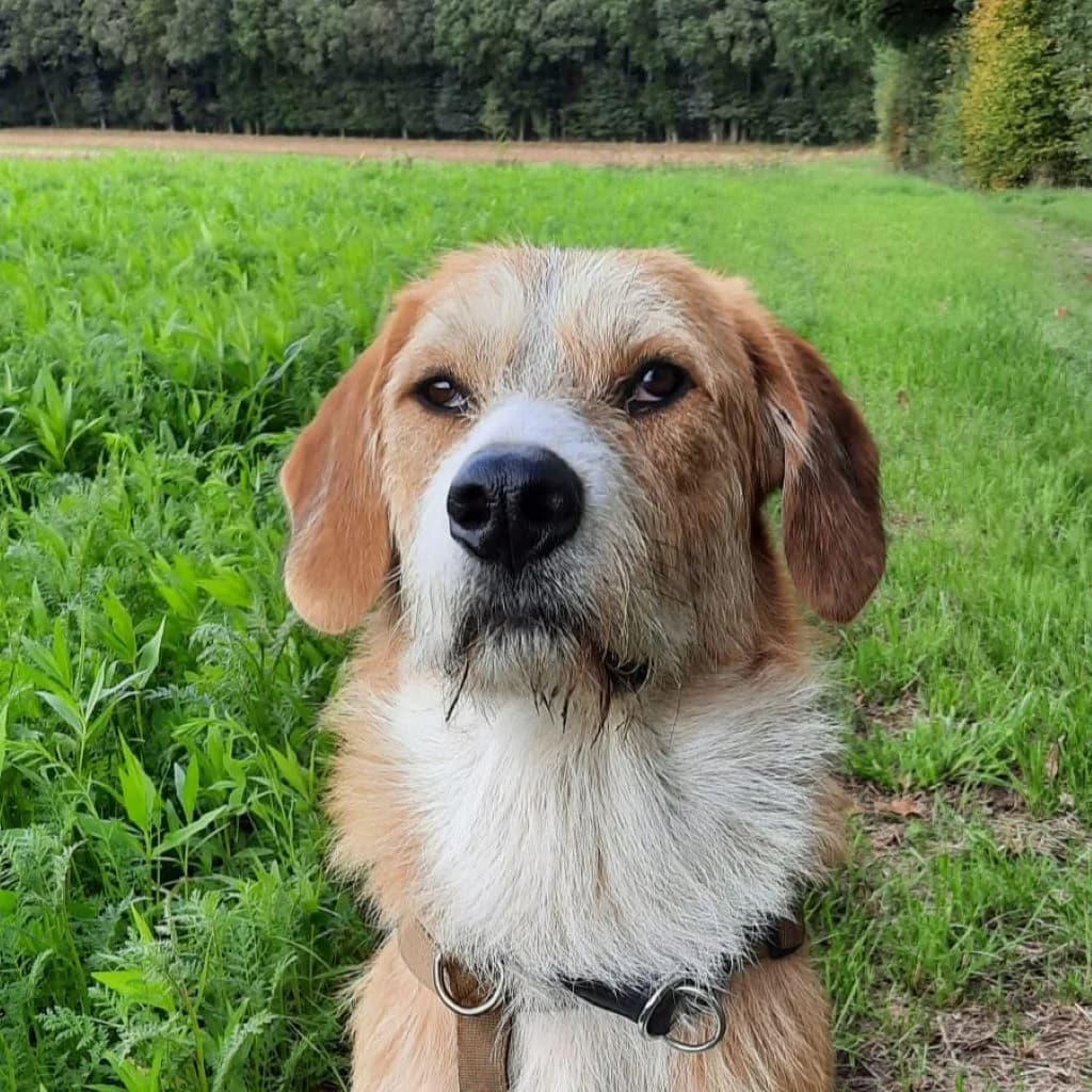 Lima, male young Mixed Breed for adoption at SALVA Hundehilfe e.V.