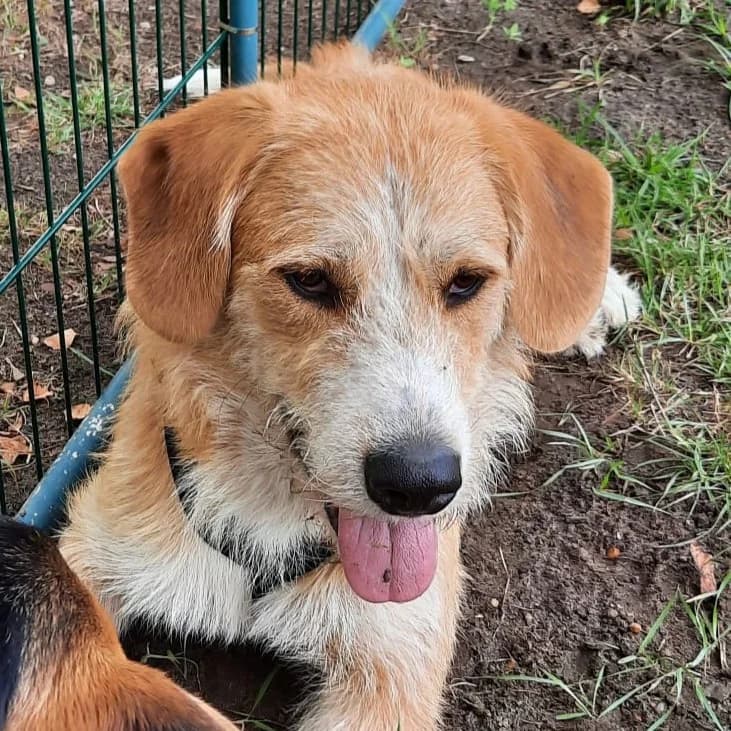 Lima, male young Mixed Breed for adoption at SALVA Hundehilfe e.V.