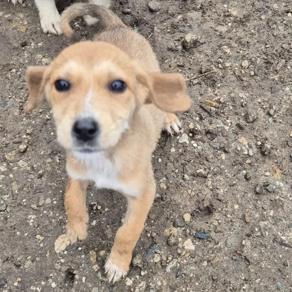 Sita, female puppy Mixed Breed for adoption at SALVA Hundehilfe e.V.