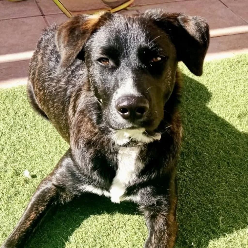 Lord, male young Mixed Breed for adoption at SALVA Hundehilfe e.V.