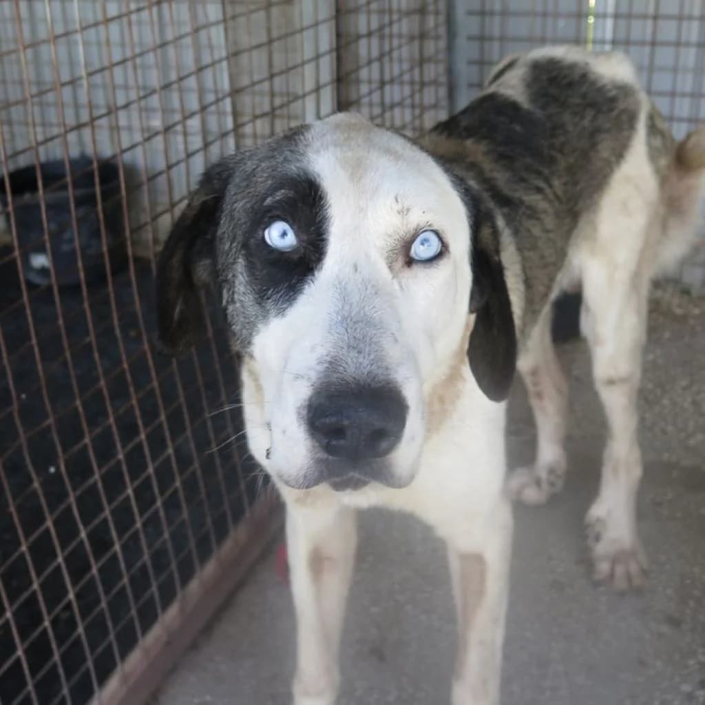 Armony, male 3yo mixed breed for adoption at SALVA Hundehilfe e.V.