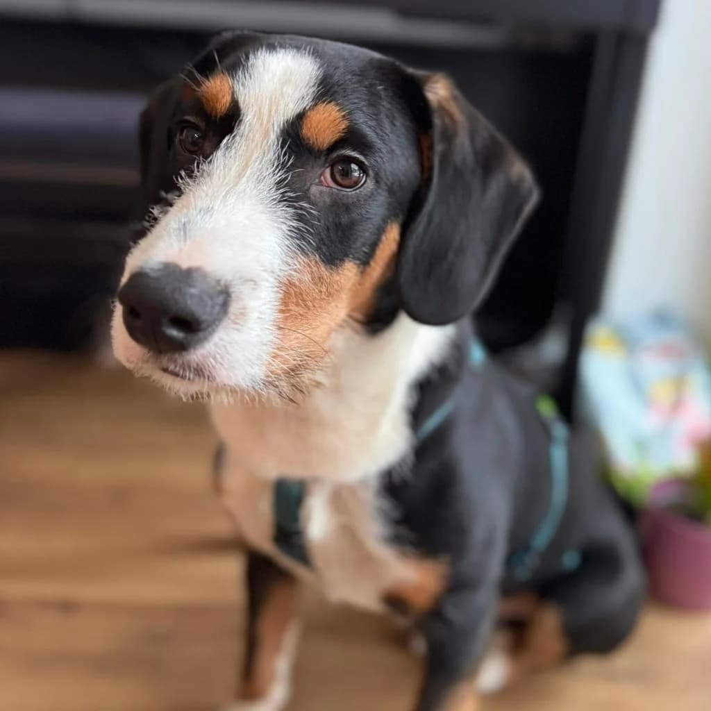 Janou, male puppy Mixed Breed for adoption at SALVA Hundehilfe e.V.