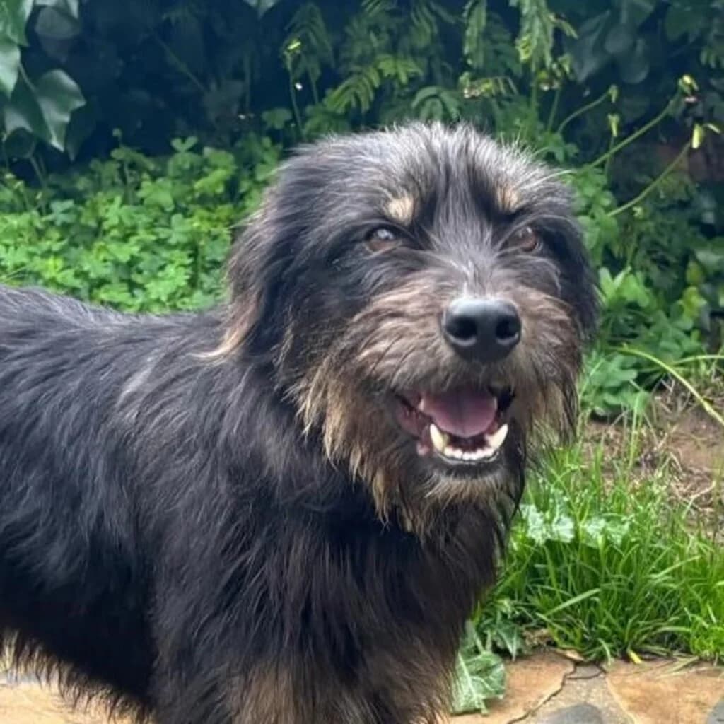 Mamisita, female young Mixed Breed for adoption at SALVA Hundehilfe e.V.
