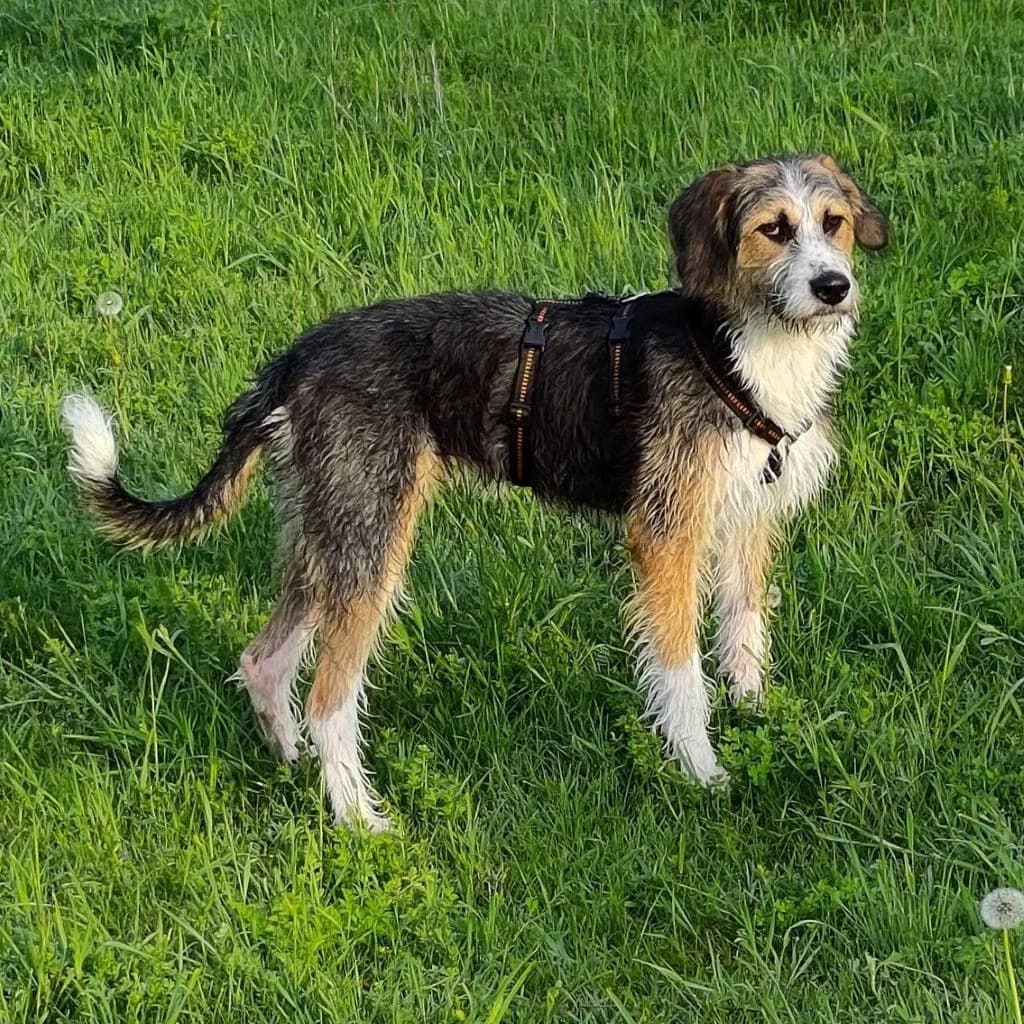 Aina, female puppy Mixed Breed for adoption at SALVA Hundehilfe e.V.