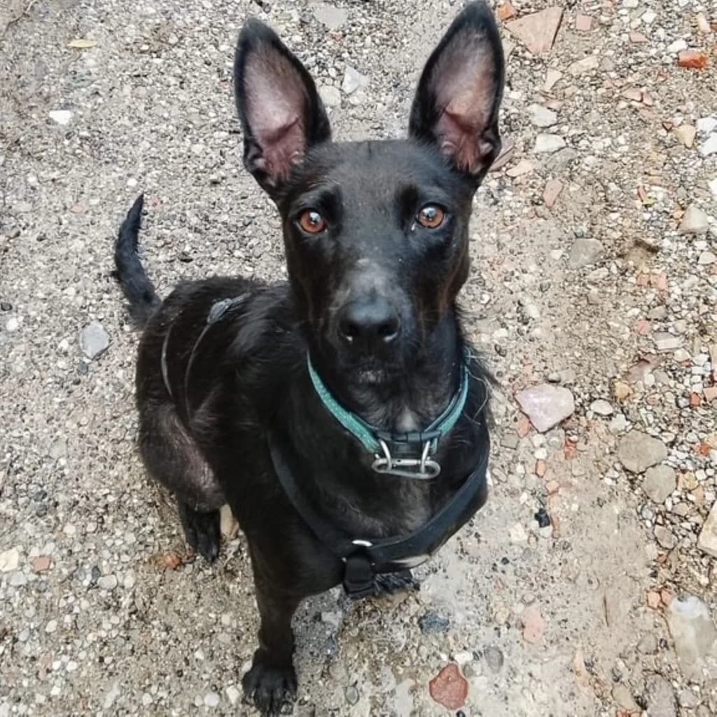 Jenny, female 5yo Mixed Breed for adoption at SALVA Hundehilfe e.V.