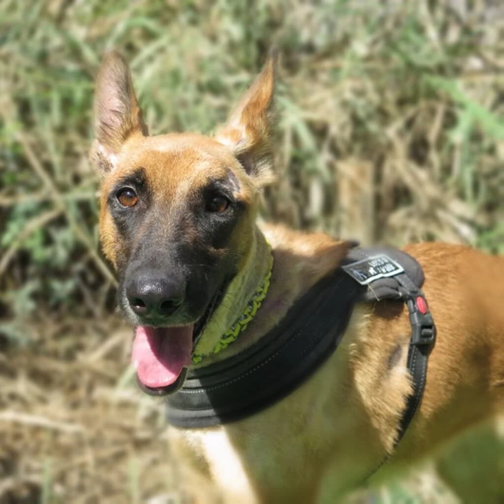 Caterpie, female 5yo Belgian Malinois for adoption at SALVA Hundehilfe e.V.