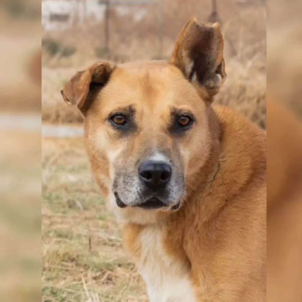 Kumo, male senior Mixed Breed for adoption at SALVA Hundehilfe e.V.