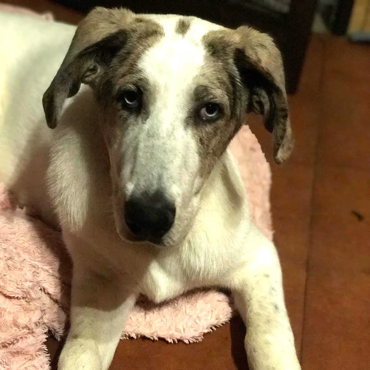 Konan, male puppy Mixed Breed for adoption at SALVA Hundehilfe e.V.