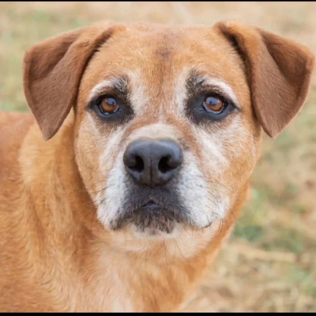 Angel, male senior Mixed Breed for adoption at SALVA Hundehilfe e.V.