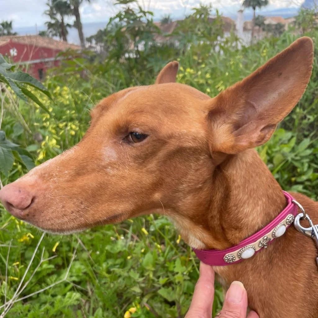Panete, male 7yo Podenco for adoption at SALVA Hundehilfe e.V.