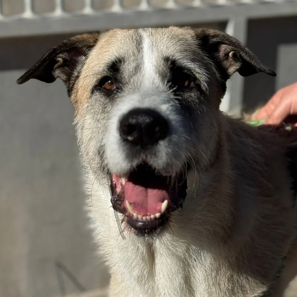 Rocky, male 3yo Mixed Breed for adoption at SALVA Hundehilfe e.V.