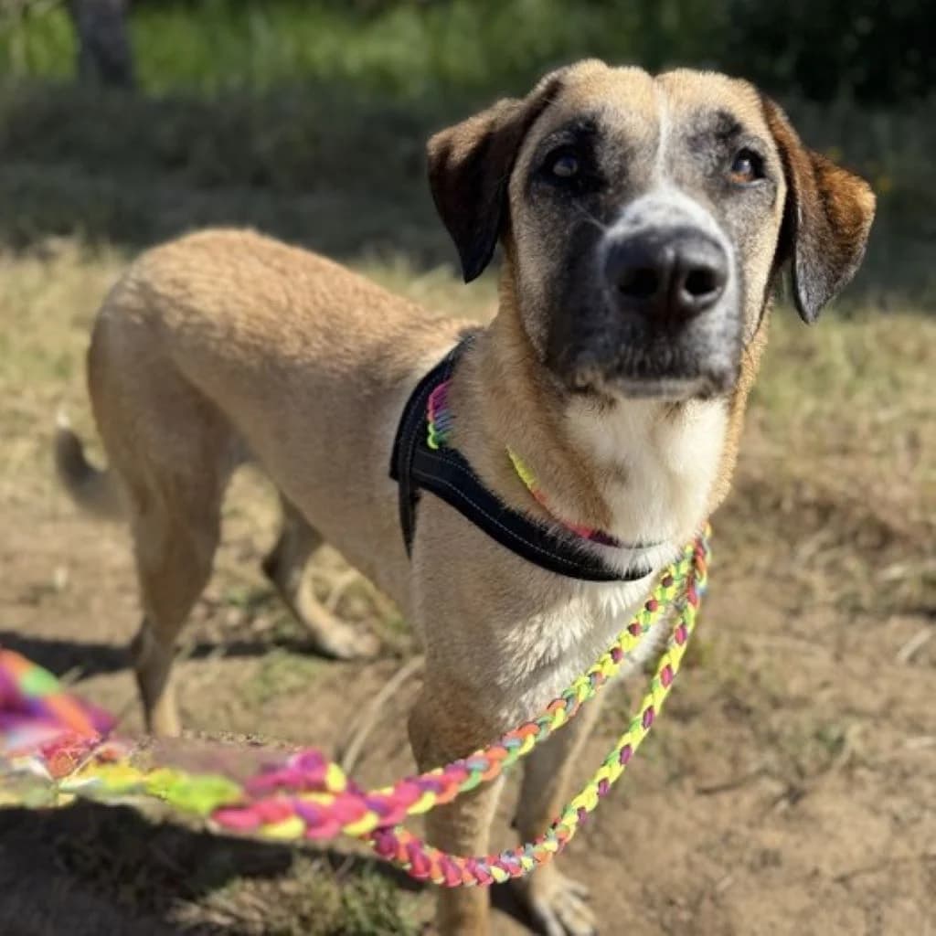 Kira, female 4yo Mixed Breed for adoption at SALVA Hundehilfe e.V.