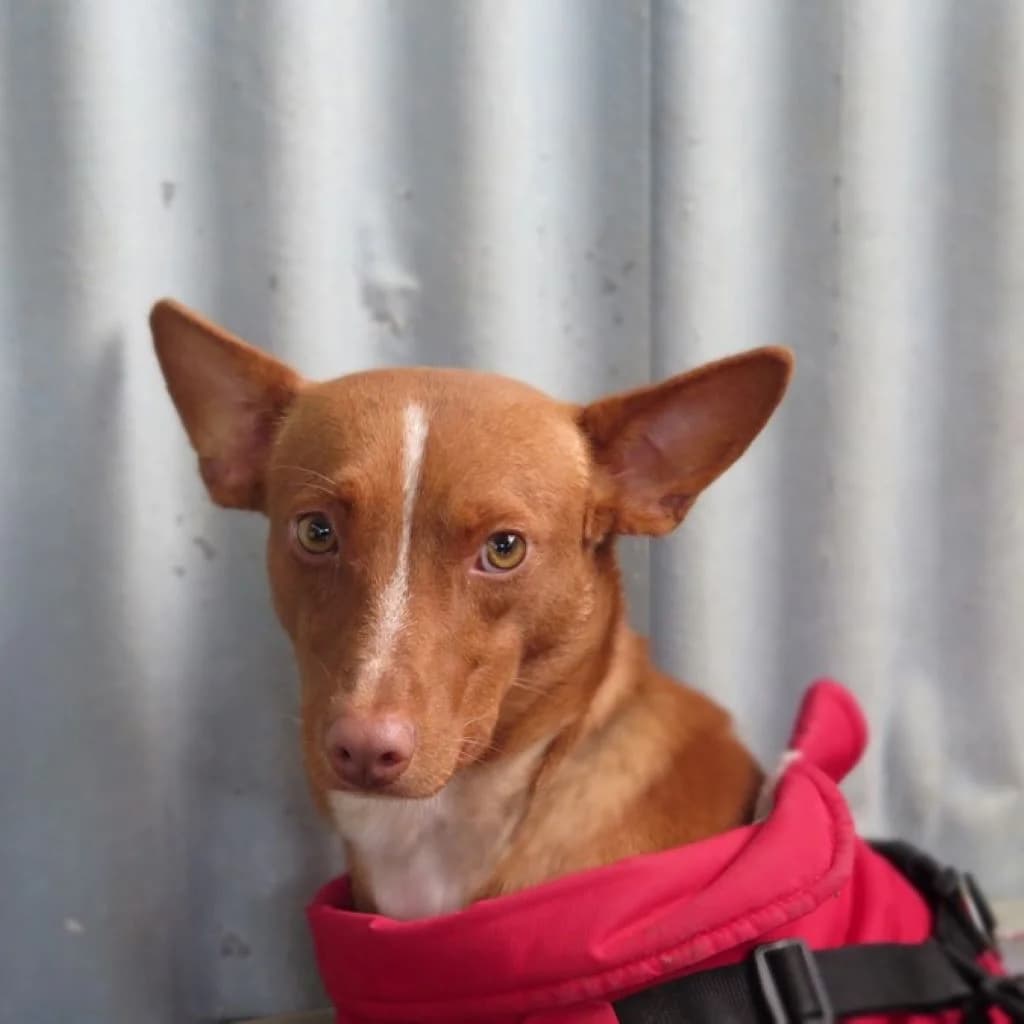Mochilo, male young Podenco for adoption at SALVA Hundehilfe e.V.