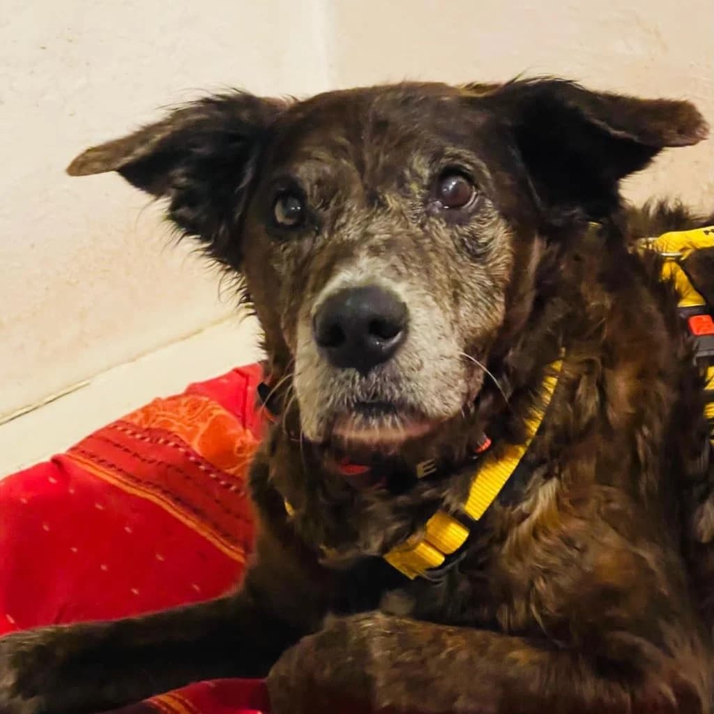 Chiqui, female senior Mixed Breed for adoption at SALVA Hundehilfe e.V.