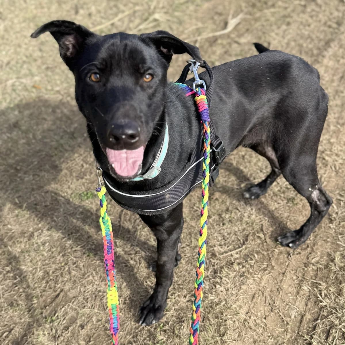 Tao (Desdentao), male young Mixed Breed for adoption at SALVA Hundehilfe e.V.