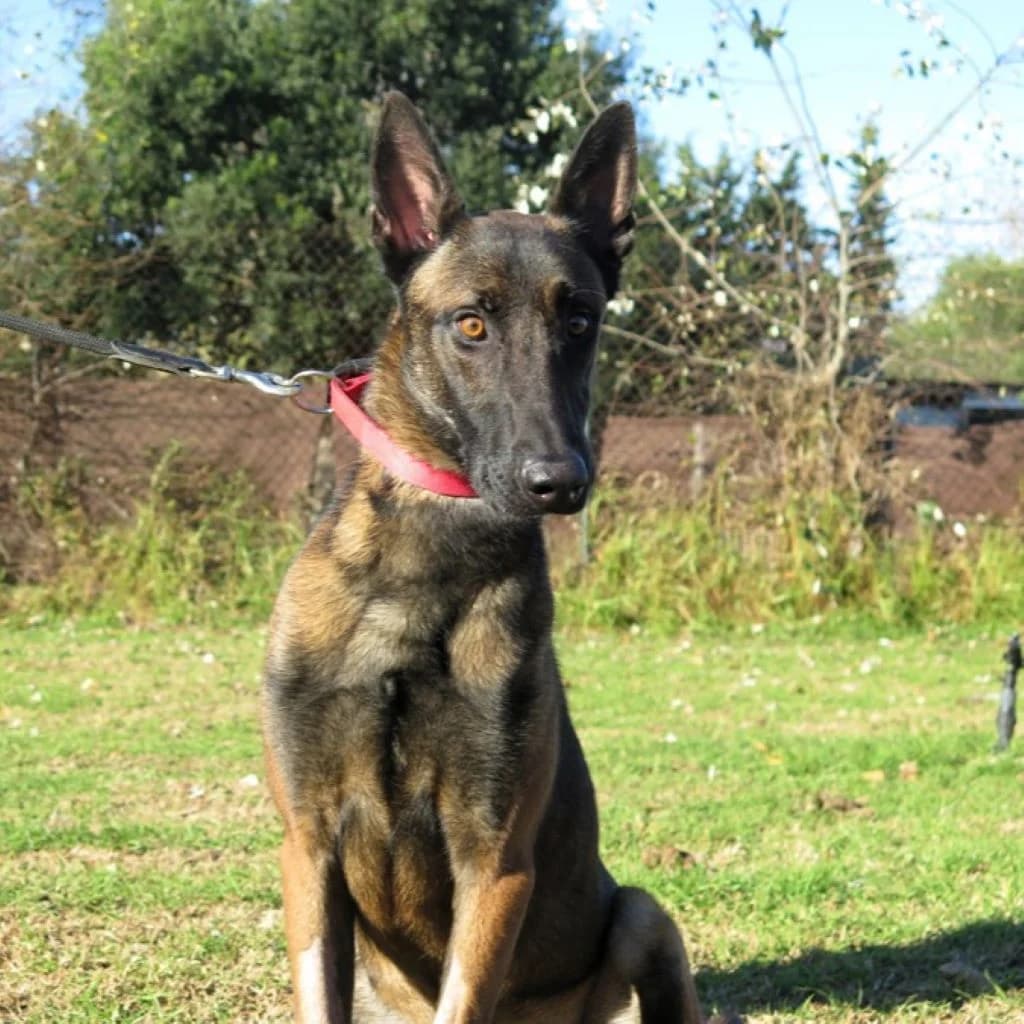 Martin, male young Belgian Malinois for adoption at SALVA Hundehilfe e.V.