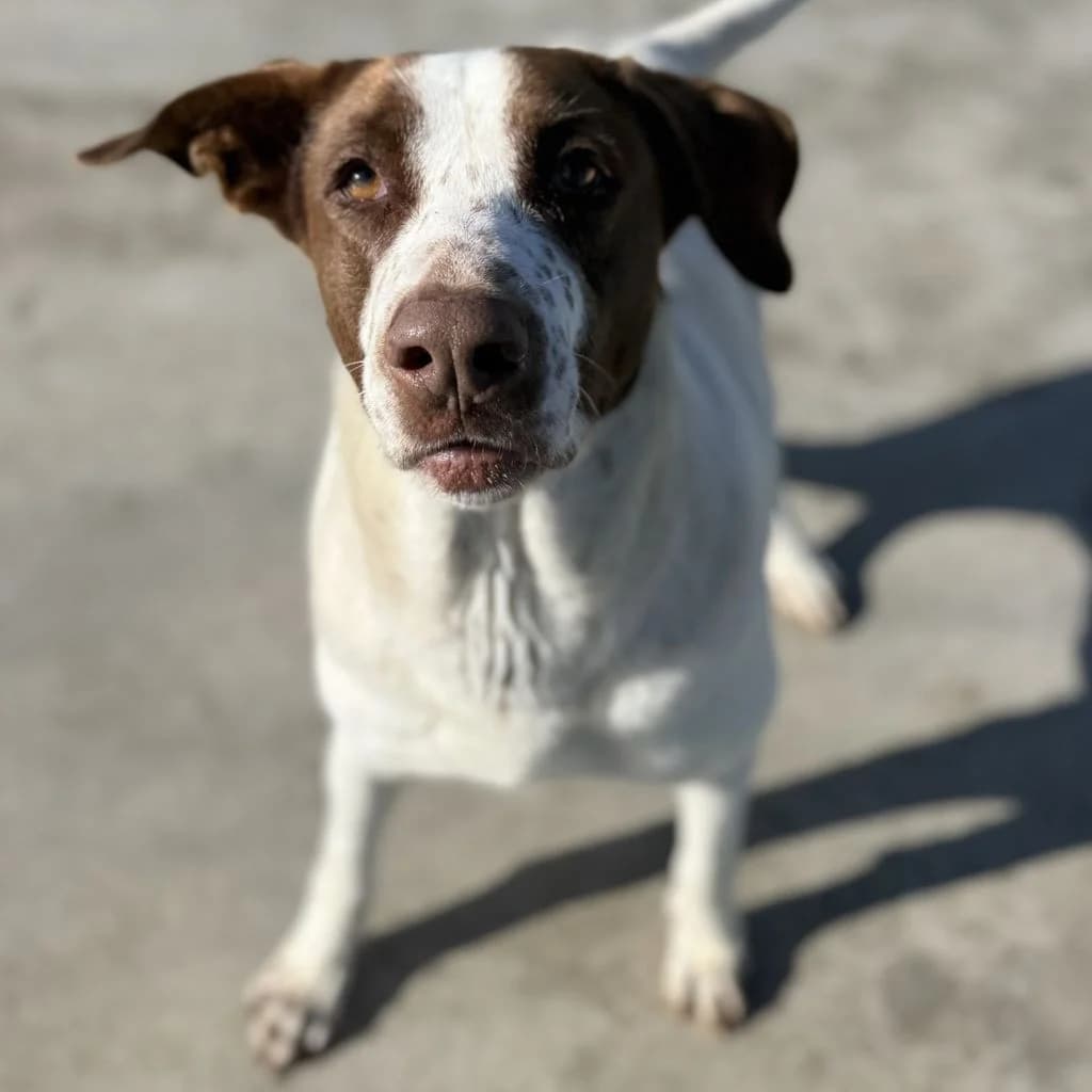 Wave, female 7yo Mixed Breed for adoption at SALVA Hundehilfe e.V.