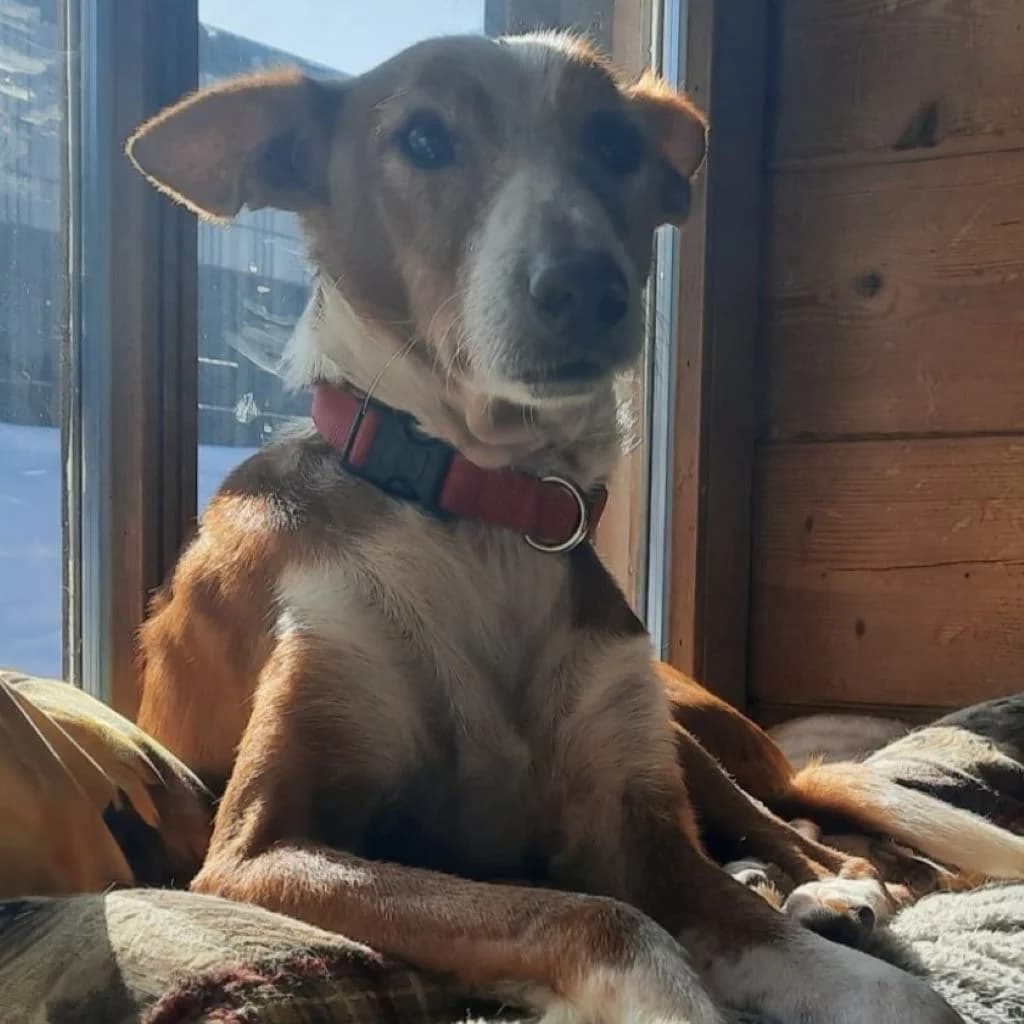 Rayo, male 7yo Podenco for adoption at SALVA Hundehilfe e.V.