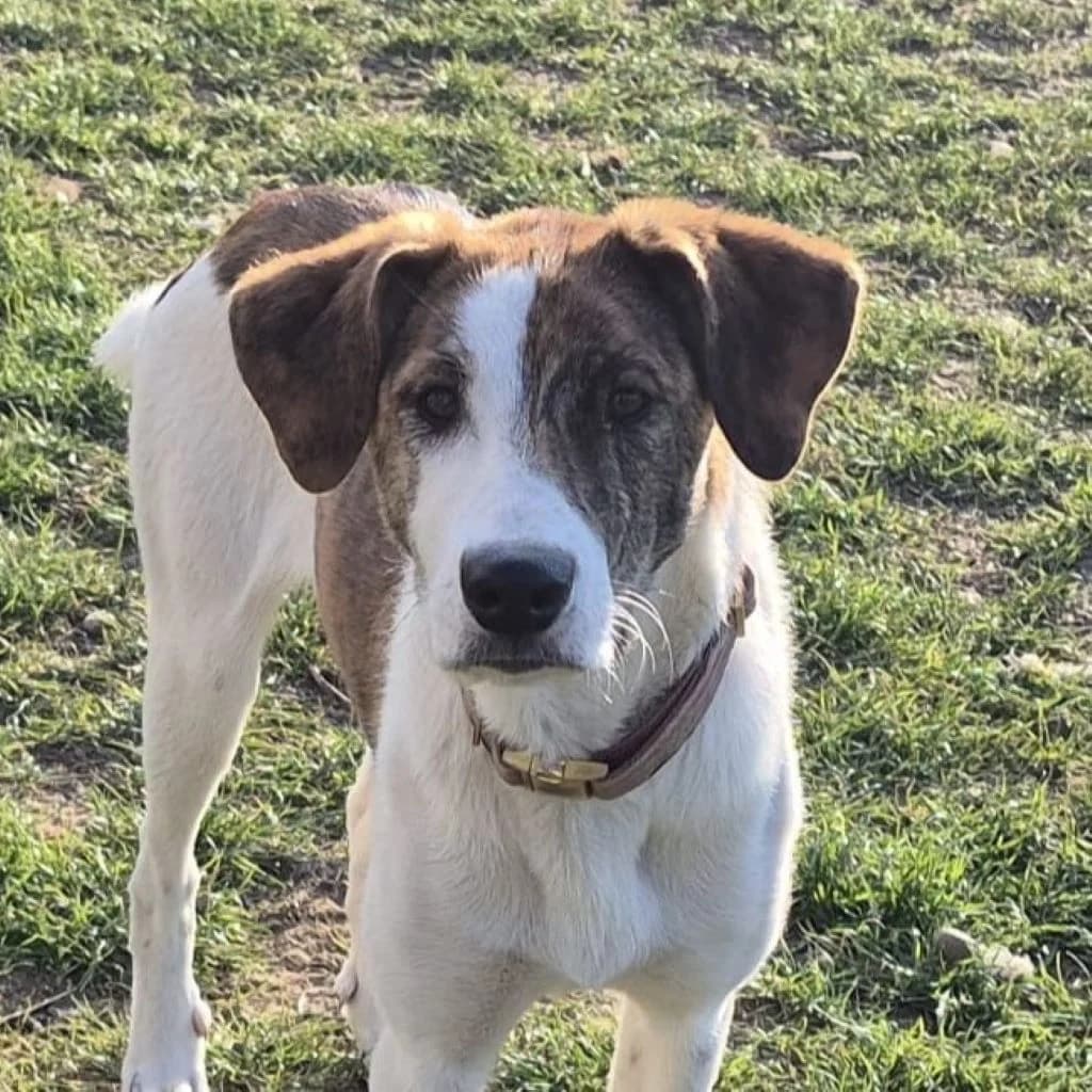 Swantje, female Mixed Breed for adoption at SALVA Hundehilfe e.V.