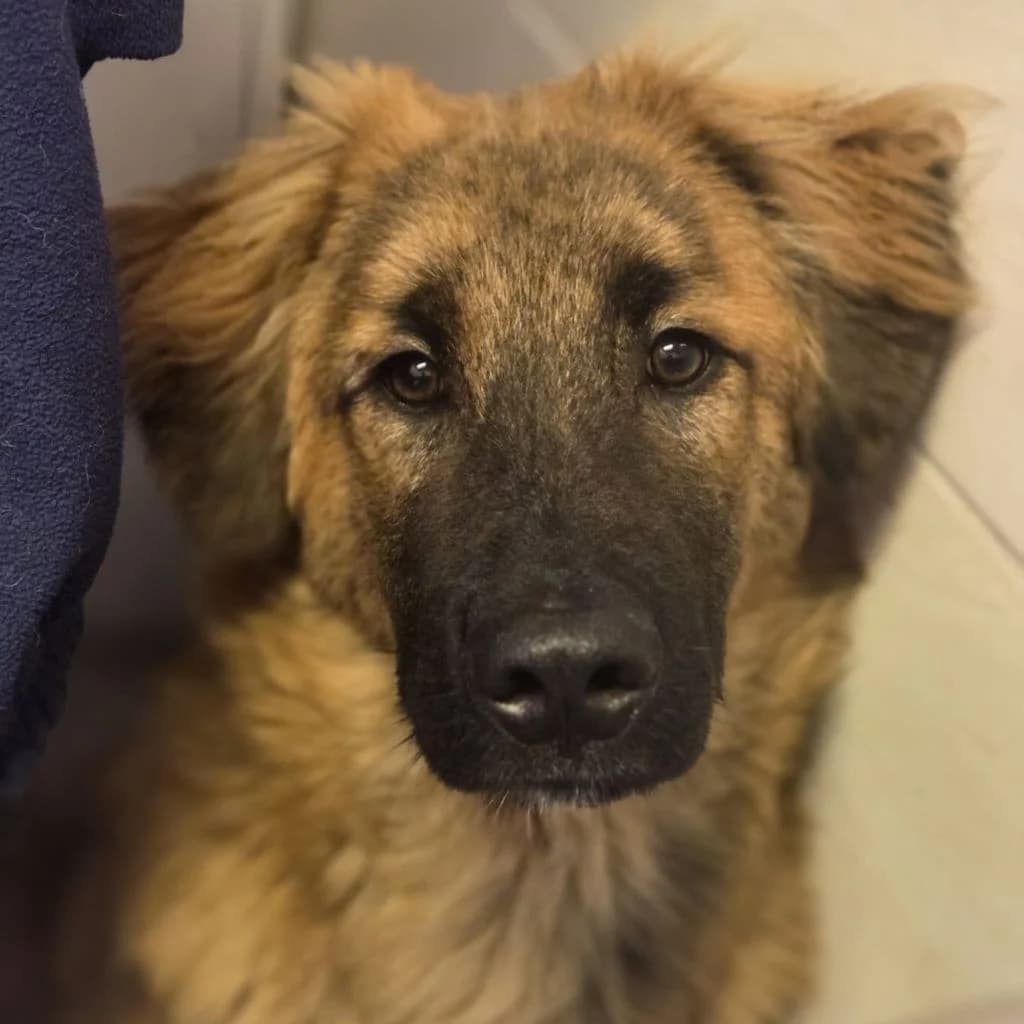 Rony, male young Mixed Breed for adoption at SALVA Hundehilfe e.V.