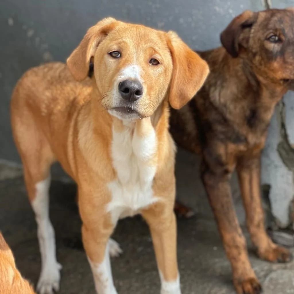 Happy, female puppy Mixed Breed for adoption at SALVA Hundehilfe e.V.
