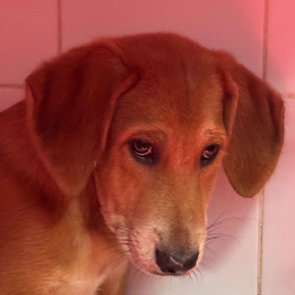 Santee, male puppy Mixed Breed for adoption at SALVA Hundehilfe e.V.