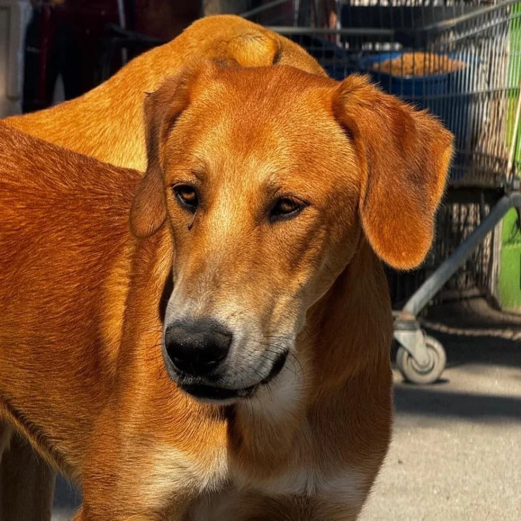 Santee, male young Mixed Breed for adoption at SALVA Hundehilfe e.V.