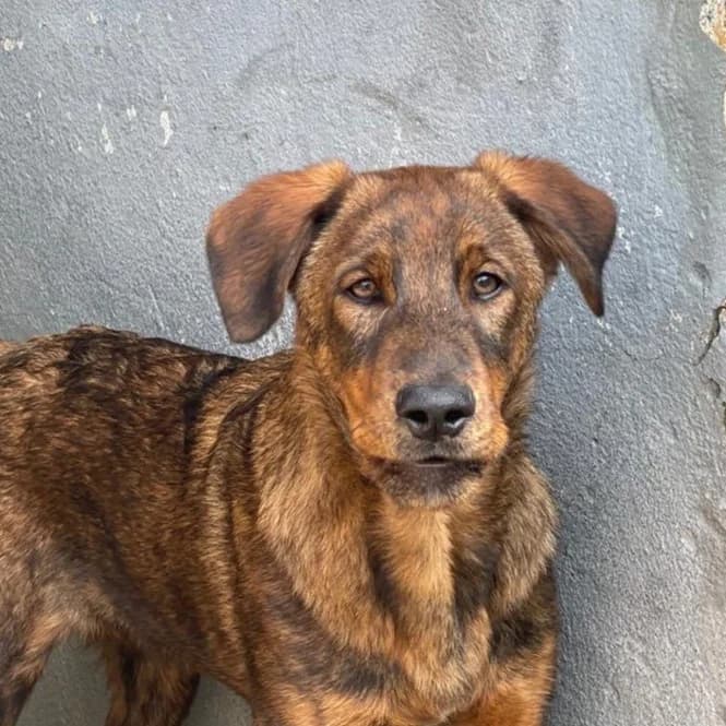 Monty, male puppy Mixed Breed for adoption at SALVA Hundehilfe e.V.