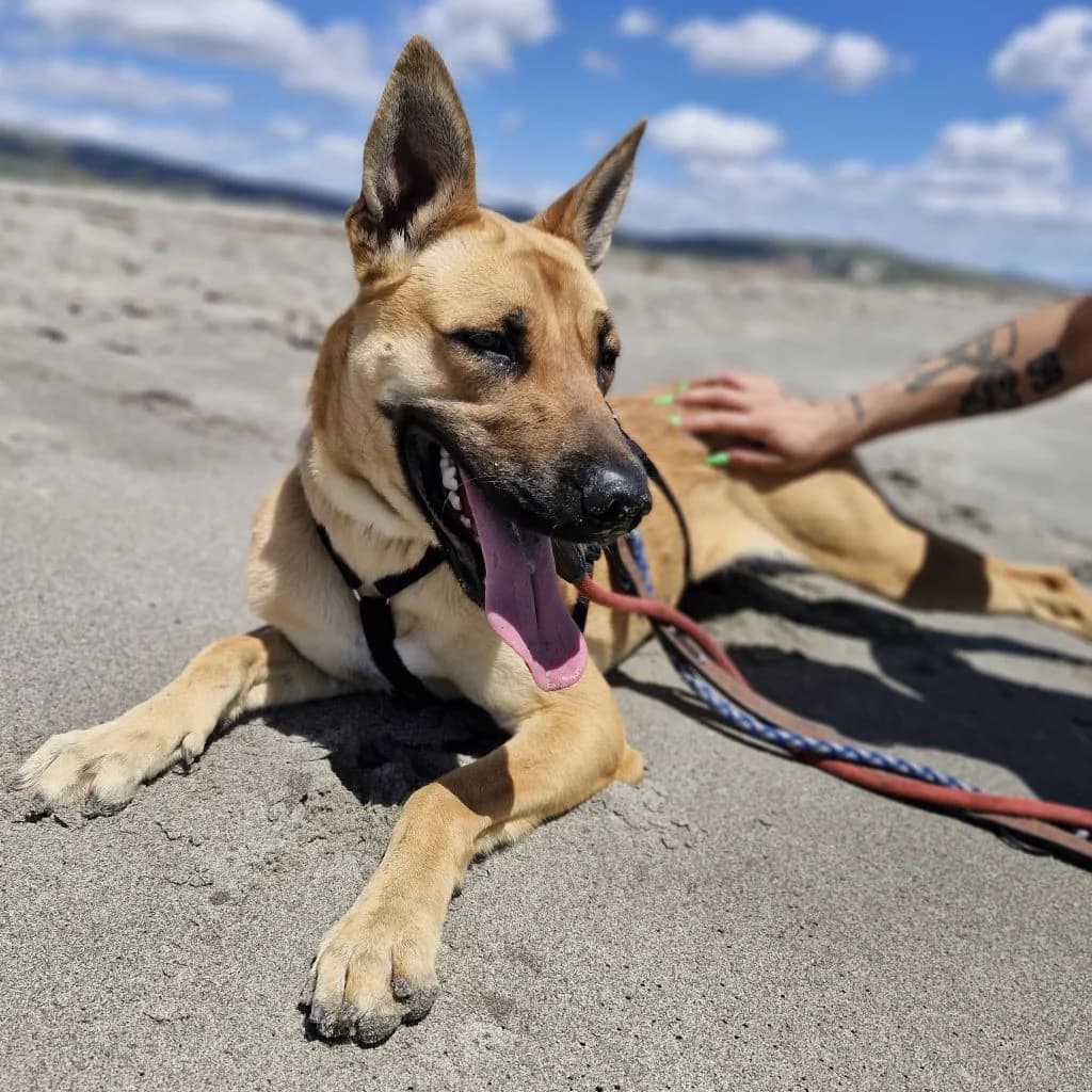 Ewya, female young Belgian Malinois for adoption at SALVA Hundehilfe e.V.