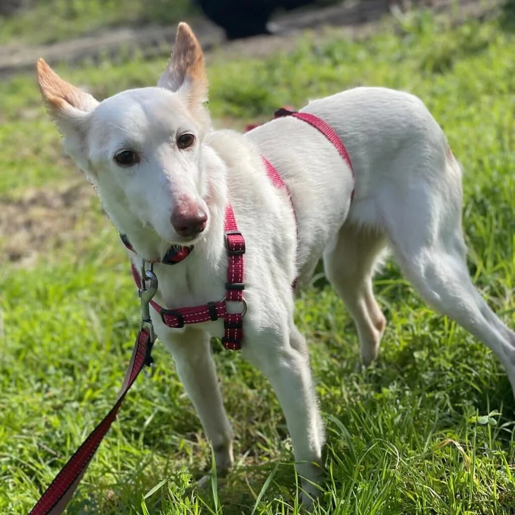 Tacha, female senior Podenco for adoption at SALVA Hundehilfe e.V.