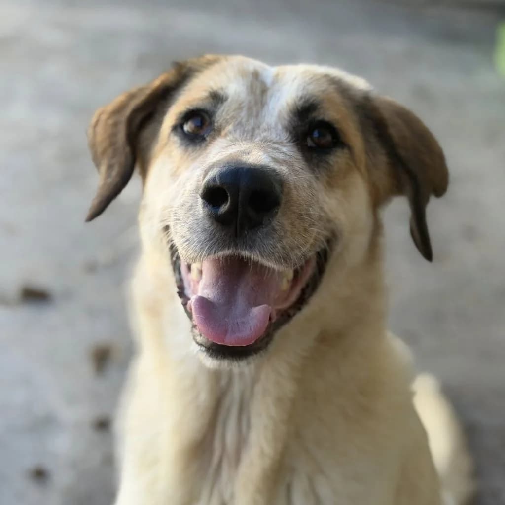 Gaia, female young Mixed Breed for adoption at SALVA Hundehilfe e.V.