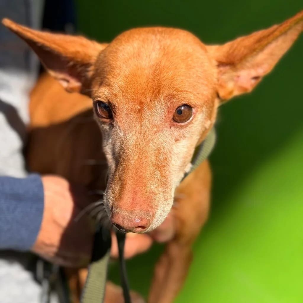 Niña, female senior Podenco for adoption at SALVA Hundehilfe e.V.