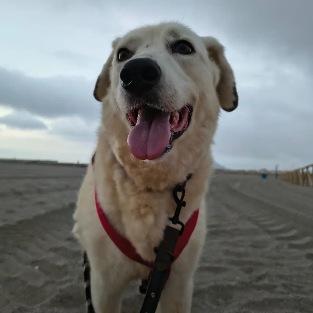 Laika, female senior Mixed Breed for adoption at SALVA Hundehilfe e.V.
