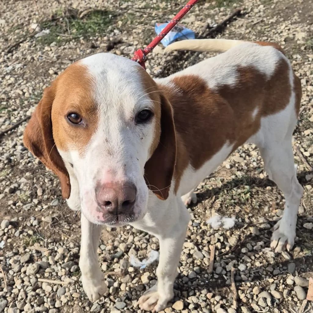 Finn, male 3yo Mixed Breed for adoption at SALVA Hundehilfe e.V.