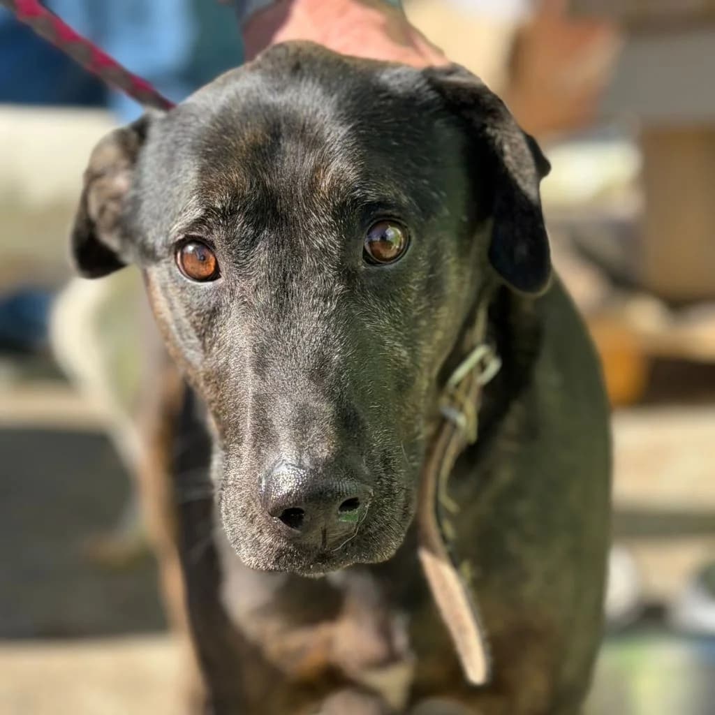 Toby, male senior Mixed Breed for adoption at SALVA Hundehilfe e.V.