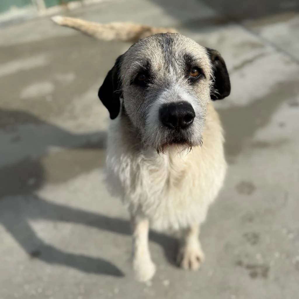 Peluche, male 4yo Mixed Breed for adoption at SALVA Hundehilfe e.V.