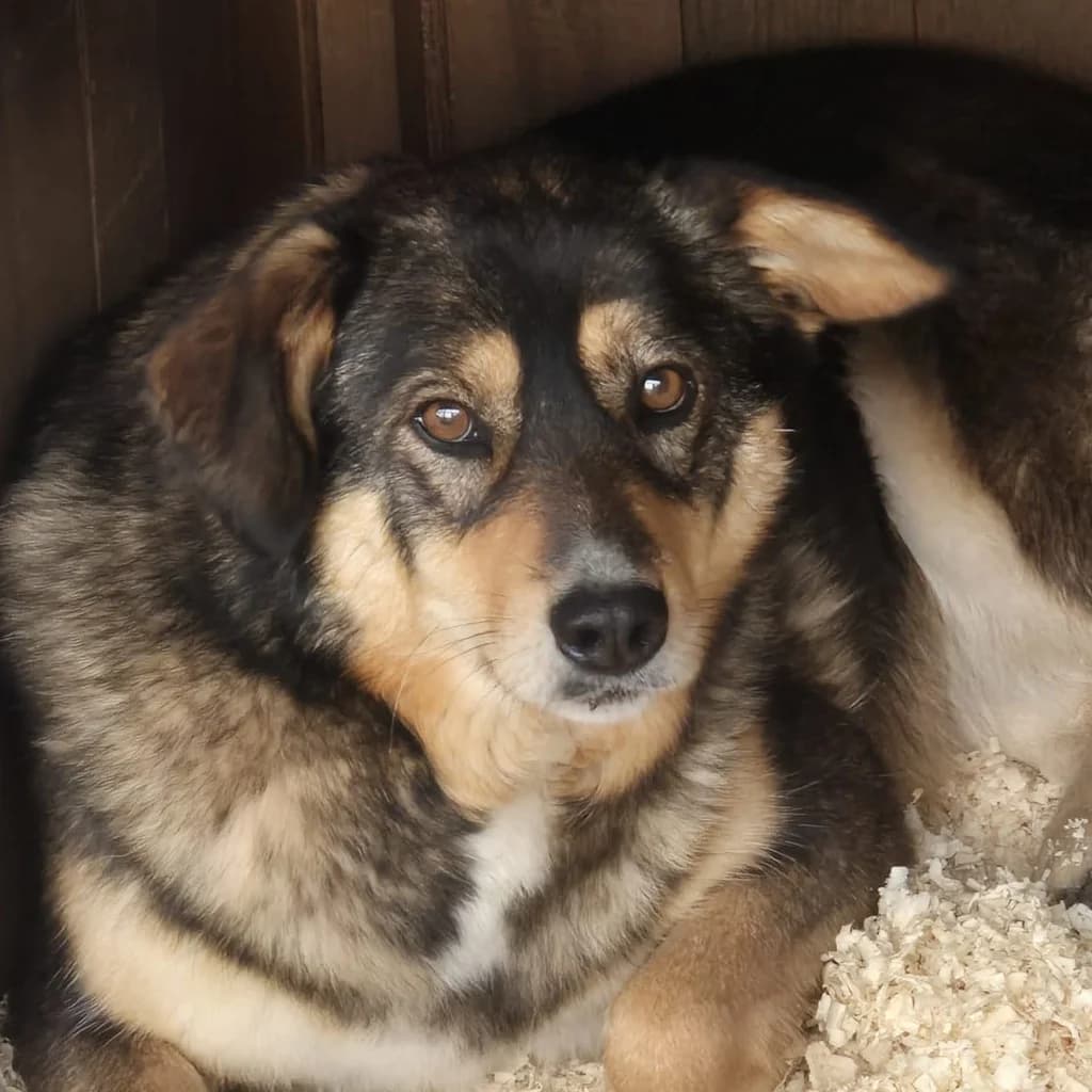 Bonnie, female 4yo Mixed Breed for adoption at SALVA Hundehilfe e.V.
